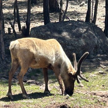 Bearizona - Reindeer!! - Zoos Near Me - Williams, Arizona Bearizona - Reindeer!! - Zoos Near Me - Williams, Arizona