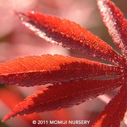 Momiji Nursery - Many beautiful red-leafed cultivars to choose from