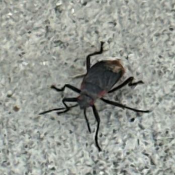 Lenards Pest Professionals - Boxelder bugs are out and about. - Pest Control Near Me - Murrieta, California Lenards Pest Professionals - Boxelder bugs are out and about. - Pest Control Near Me - Murrieta, California