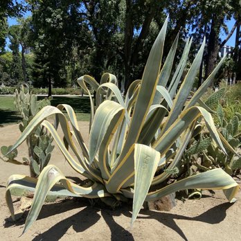 Capitol Park - More cacti! Taller than me too - Parks Near Me - Sacramento, California Capitol Park - More cacti! Taller than me too - Parks Near Me - Sacramento, California