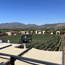 Vineyard view from restaurant rooftop Vineyard view from restaurant rooftop