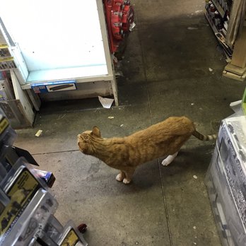 Red Caboose - Kitty inside - Hobby Shops Near Me - New York, New York