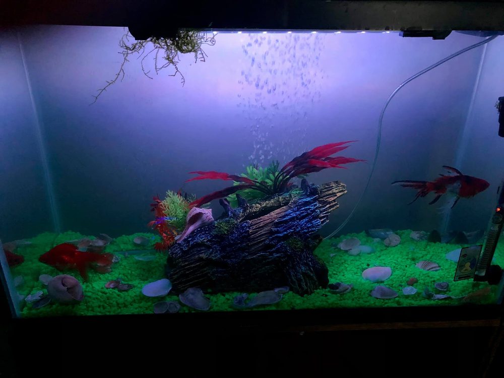 GOLDEN FISH AQUARIUMS Updated August 2024 13 Photos & 52 Reviews 7145 W Colfax Ave