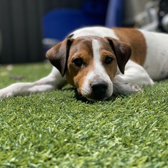 Mayday Dog Training - Pet Training Near Me - Fulshear, Texas Mayday Dog Training - Pet Training Near Me - Fulshear, Texas