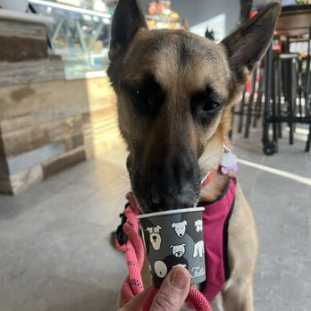 Foxtail Coffee - Coffee & Tea Near Me - Glen Allen, Virginia
