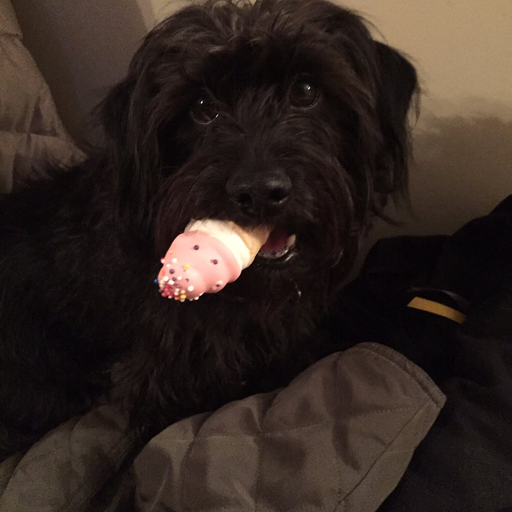 The Bone & Biscuit -Leduc - Charlie's favourite vine and biscuit treat . - Pet Stores Near Me - Leduc, Alberta The Bone & Biscuit -Leduc - Charlie's favourite vine and biscuit treat . - Pet Stores Near Me - Leduc, Alberta