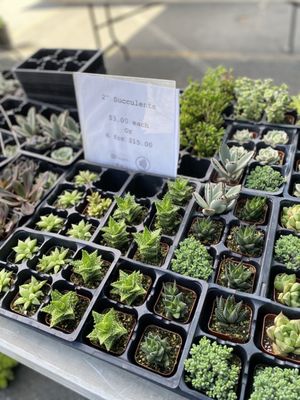Alemany Farmer's Market by null