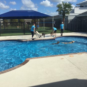 Pet Paradise Wesley Chapel - Pet Groomers Near Me - Wesley Chapel, Florida