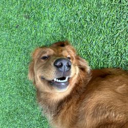 Big Valley Pet Resort