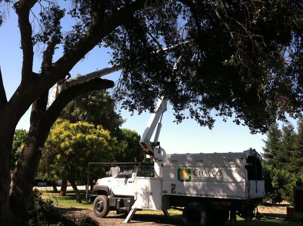 Chavco Tree & Landscape Services - tree service in Meridian, ID