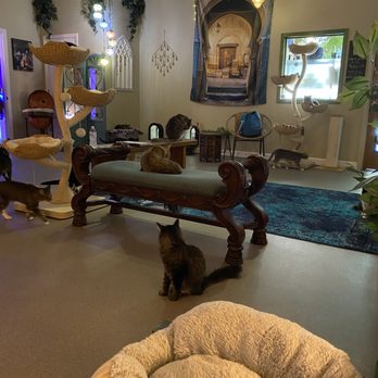 Naughty Cat Cafe - Coffee & Tea Near Me - Chattanooga, Tennessee Naughty Cat Cafe - Coffee & Tea Near Me - Chattanooga, Tennessee