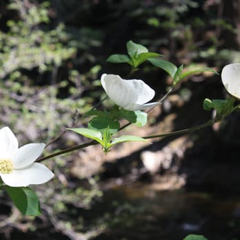 Mirror Lake - Spring flowers - Hiking Near Me Mirror Lake - Spring flowers - Hiking Near Me