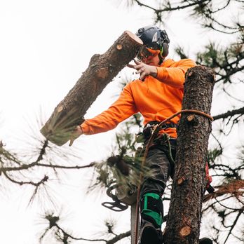 Northwest Tree Care - Tree Services Near Me - Ponderay, Idaho Northwest Tree Care - Tree Services Near Me - Ponderay, Idaho