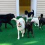 Photo of The Bark Park of Charleston