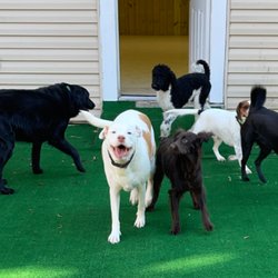 The Bark Park of Charleston