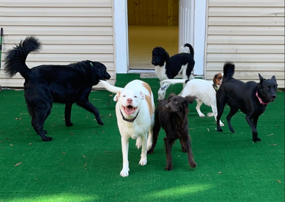 The Bark Park of Charleston - pet boarding facility in Goose Creek, SC