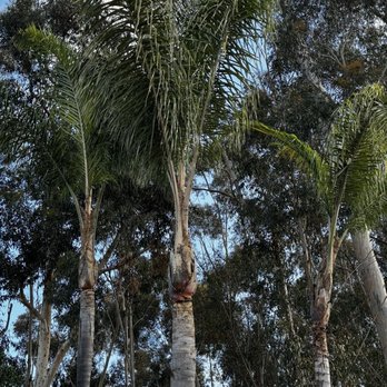 Active Landscape And Tree Service - Cleaned up happy palm trees - Tree Services Near Me Active Landscape And Tree Service - Cleaned up happy palm trees - Tree Services Near Me