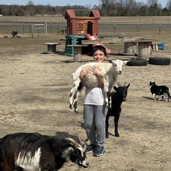 Three Miracles Farm - My son and one of the goats! - Attraction Farms Near Me - Wrightstown, New Jersey Three Miracles Farm - My son and one of the goats! - Attraction Farms Near Me - Wrightstown, New Jersey