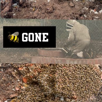 QueenB Live Bee Removal - Pest Control Near Me - San Diego, California