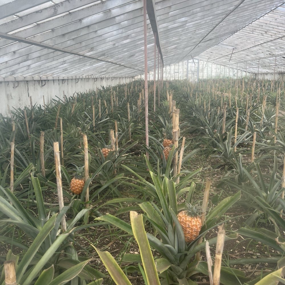 Arruda Pineapple Plantation - Pineapple! - Fruits & Veggies Near Me - Ponta Delgada, 20