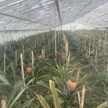Arruda Pineapple Plantation - Pineapple! - Fruits & Veggies Near Me - Ponta Delgada, 20