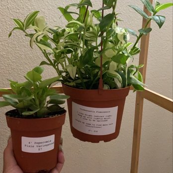 The Green Place - My new plant babies! - Nurseries & Gardening Near Me - Fullerton, California The Green Place - My new plant babies! - Nurseries & Gardening Near Me - Fullerton, California