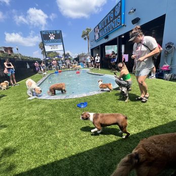 Mutts & Martinis - Venues & Event Spaces Near Me - St. Petersburg, Florida Mutts & Martinis - Venues & Event Spaces Near Me - St. Petersburg, Florida