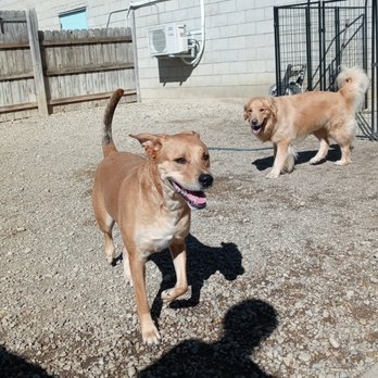 Yuppie Puppie - Pet Boarding Near Me - Roselle, Illinois