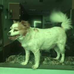 Michigan Road Animal Hospital at Crooked Creek - R.I.P.
Bella 1-14-25