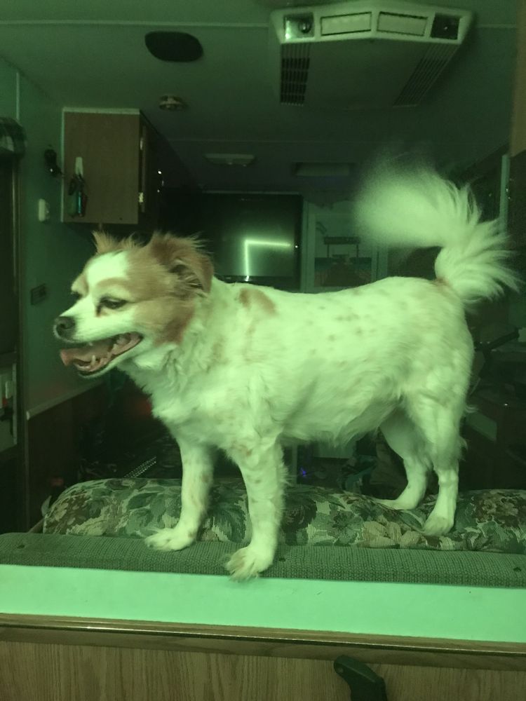 Michigan Road Animal Hospital at Crooked Creek - pet boarding facility in Indianapolis, IN