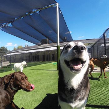 Pet Paradise Gainesville - Pet Groomers Near Me - Newberry, Florida Pet Paradise Gainesville - Pet Groomers Near Me - Newberry, Florida