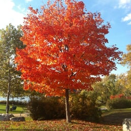 Spy Pond Colors