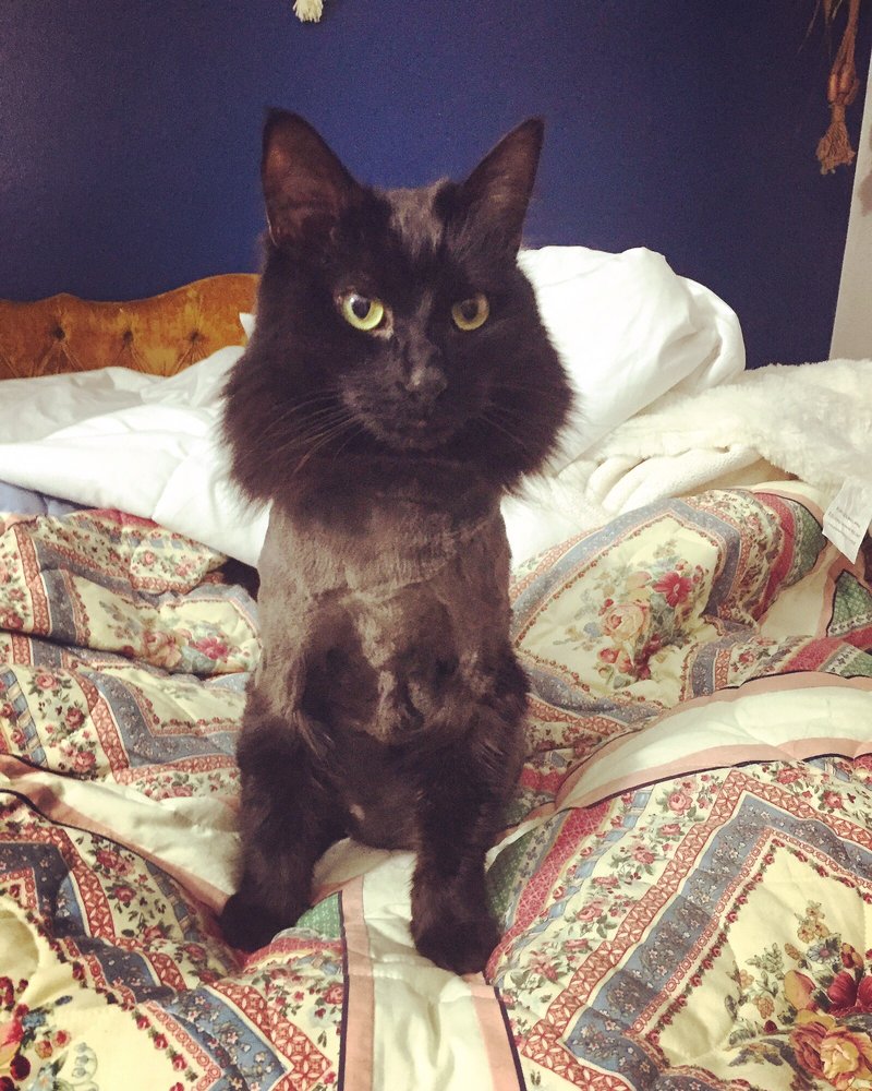 ASHLEY’S PET SPA Updated July 2024 11 Reviews 7630 Main St, Omaha