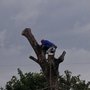 Photo of Art & Tree Landscaping