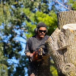 Lone Star Tree Services - Tree Removal