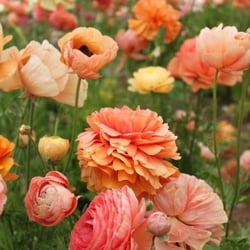 Classic Florist And Home Decor - Beautiful flower options.