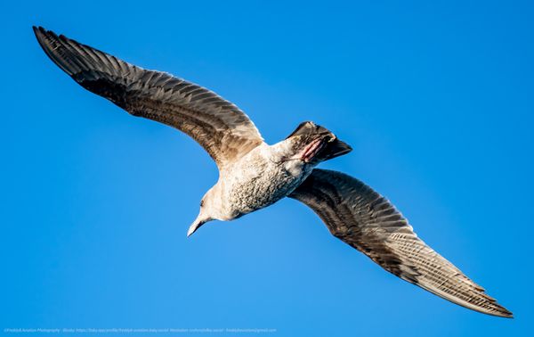 USS Hornet - Sea, Air and Space Museum by null