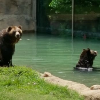 Memphis Zoo - Zoos Near Me - Memphis, Tennessee Memphis Zoo - Zoos Near Me - Memphis, Tennessee