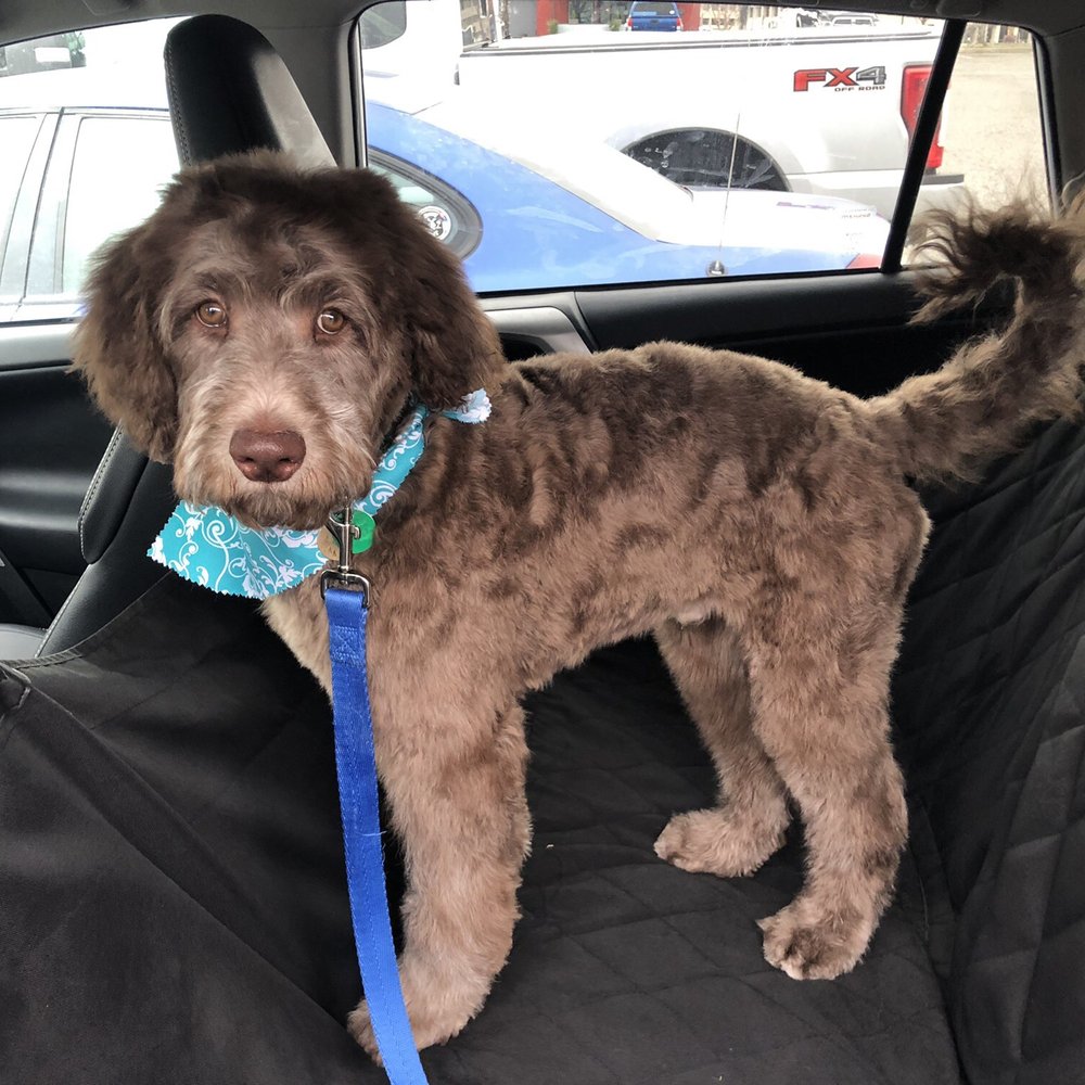 PupTown Pet Salon - After - Pet Groomers Near Me - Richland, Washington