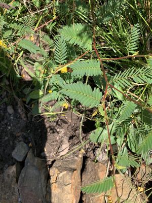 Birmingham Botanical Gardens by null