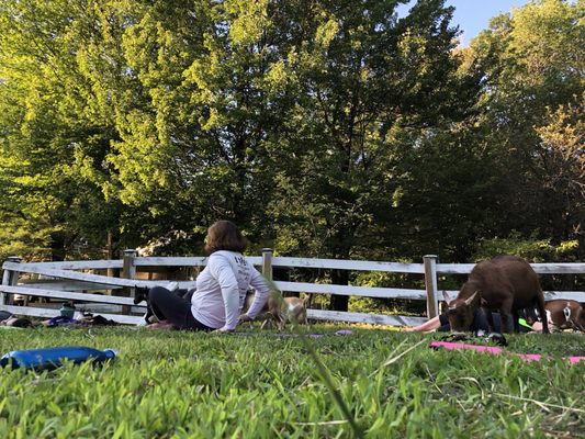 Sunflower Farm Creamery by null