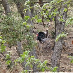 Ramsey Canyon Preserve - The turkeys will talk back to you!