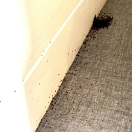 This is a photo at 8am. Ants along the wall and in the bed. By 9am, you could not see the white paint on the wall--the ants COVERED IT!