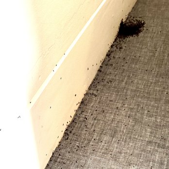 Provincetown Inn - This is a photo at 8am. Ants along the wall and in the bed. By 9am, you could not see the white paint on the wall--the ants COVERED IT! - Hotels Near Me - Provincetown, Massachusetts