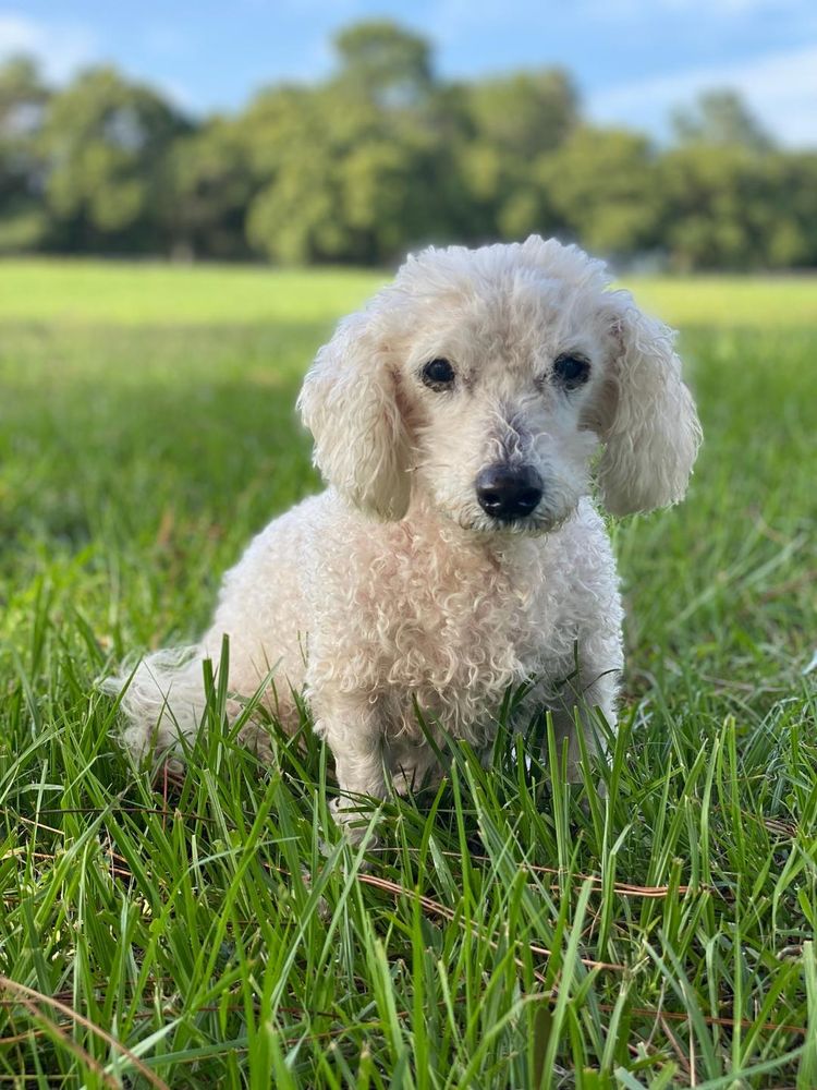 VINTAGE PAWS SANCTUARY Updated October 2024 7950 State Rd 72