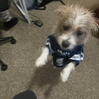 Wendy's - a small dog wearing a jersey - Burgers Near Me - Hope, Arkansas Wendy's - a small dog wearing a jersey - Burgers Near Me - Hope, Arkansas