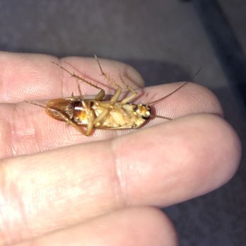 Pest Control Bros - Turkistan cockroach - Pest Control Near Me Pest Control Bros - Turkistan cockroach - Pest Control Near Me