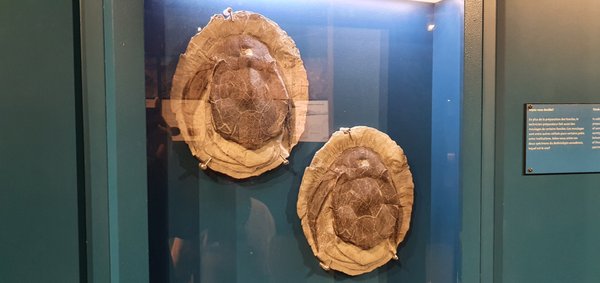 Miguasha National Park by null