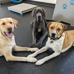 Scooters Pet Care - Big dog play group