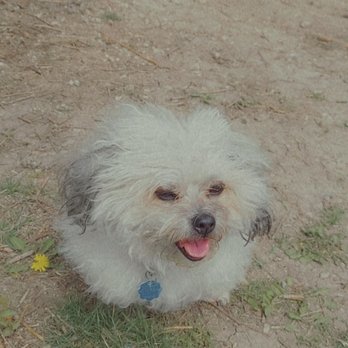 PetSmart Dog Training - Before cut - Pet Training Near Me - Lawrence, Kansas PetSmart Dog Training - Before cut - Pet Training Near Me - Lawrence, Kansas